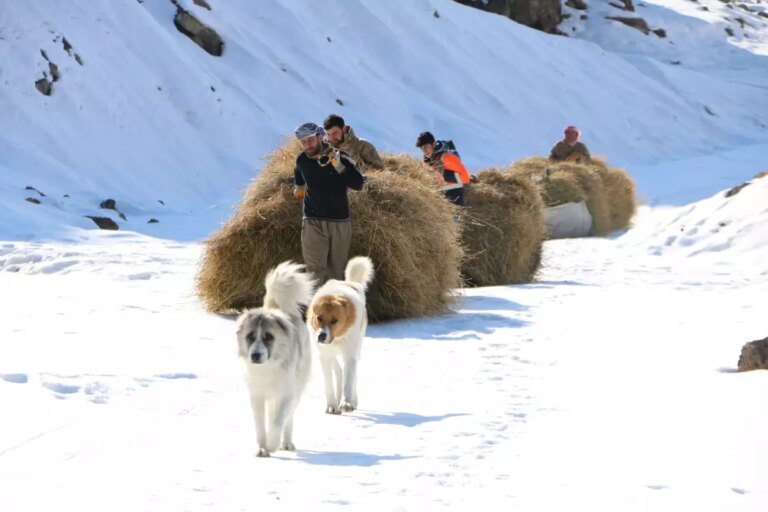 hakkaride-kis-hazirligi-dagdan-kizaklarla-ot-tasiniyor-xJfjr84T.jpg