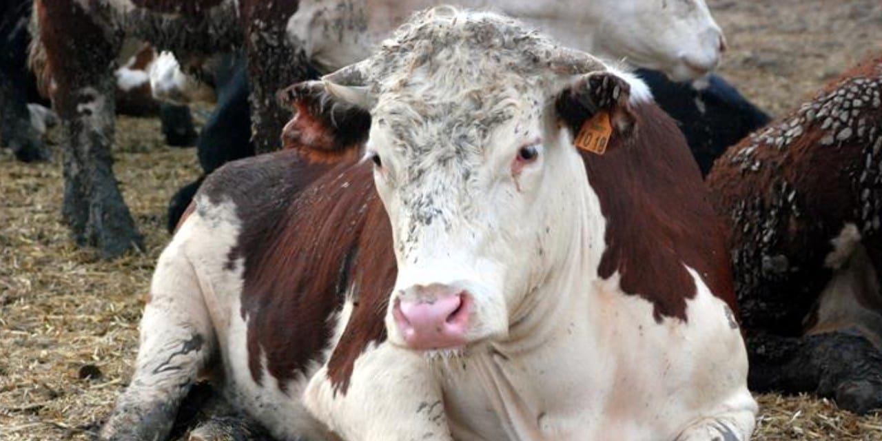 ankaranin gobeginde deli dana vakasi yogun bakima kaldirildi KftHSUkQ.jpg