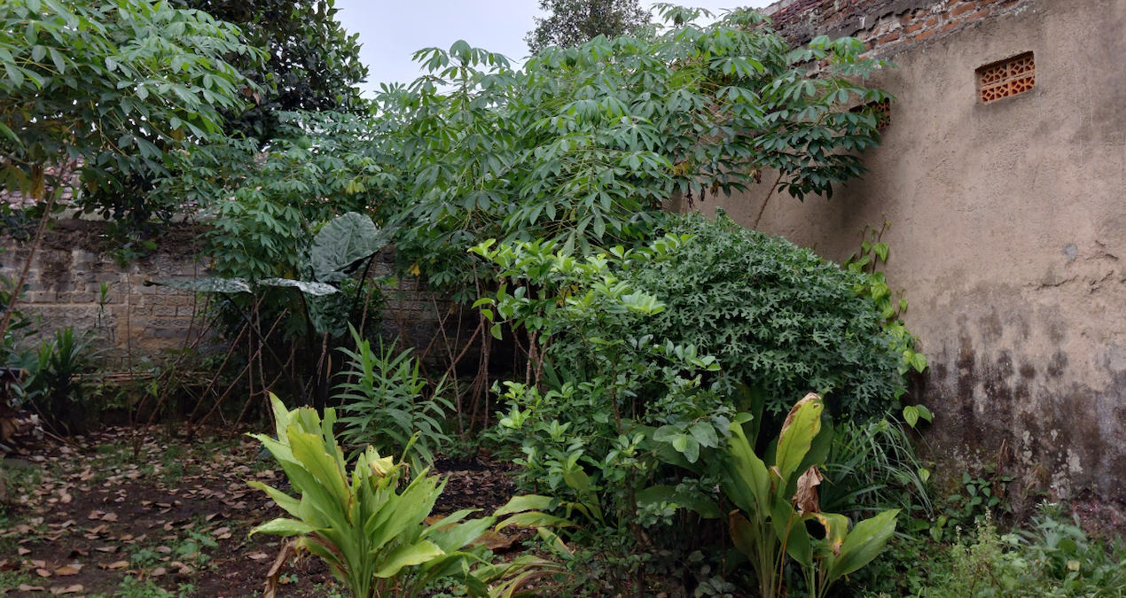 arka bahcesindeki masum bitki meger bela cikti goren ev sahibini uyardi upvhkS7q.jpg