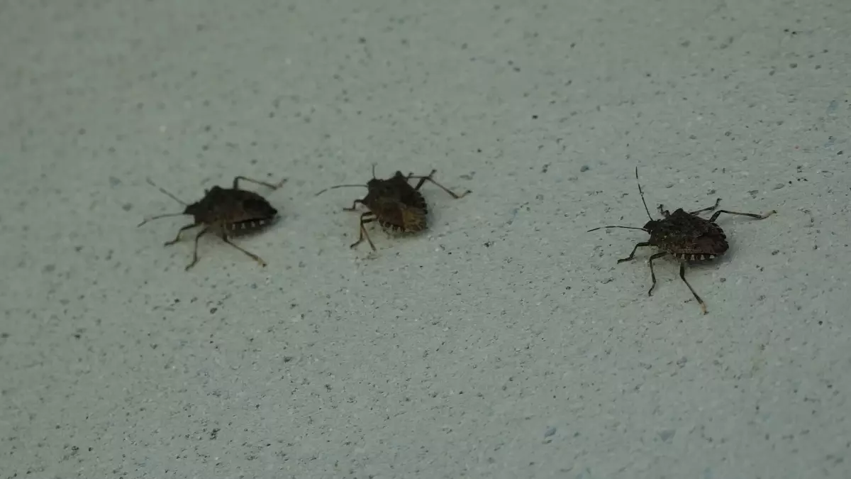 kahverengi kokarca uyarisi cilde temas edilmemeli FdgOKfWS.jpg