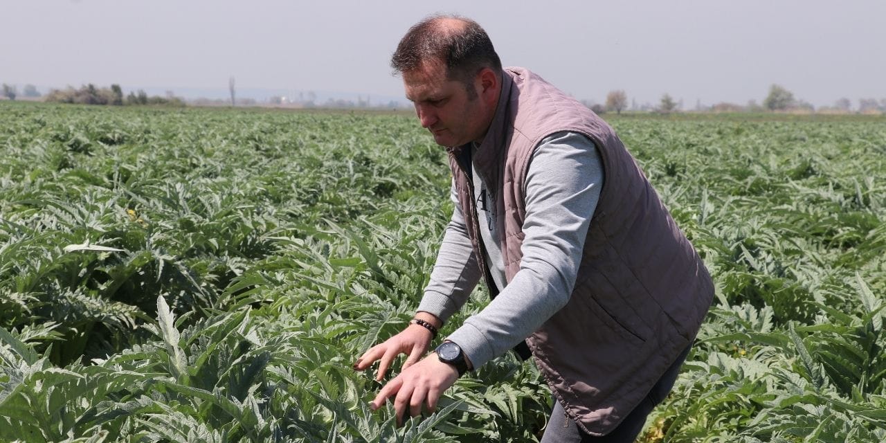Masabaşı Çalışmadan Tarla Üretimine: 40 Dönümden 165 Dönüme Uzanan Başarı Hikayesi