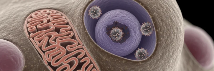 HPV Virüsü ve Aşısı Hakkında Bilmeniz Gerekenler